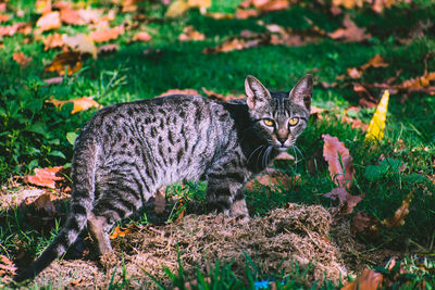 Portrait of cat on field