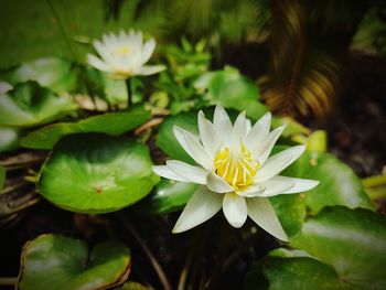 Close-up of white water lily