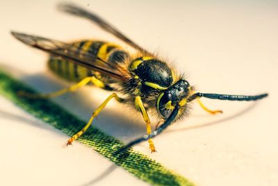 Close-up of fly on table