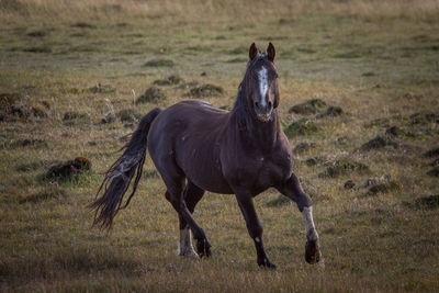 Horse standing in a field