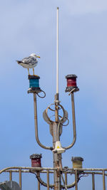 Low angle view of bird perching on pole against clear sky