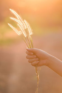 Close-up of hand holding wheat