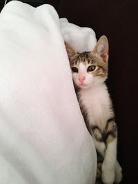 Close-up of cat looking at camera