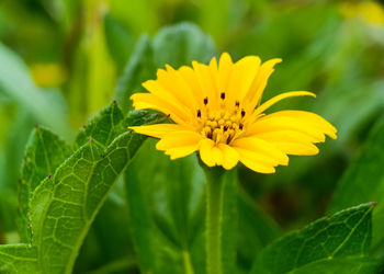 Close-up of yellow flowering plant