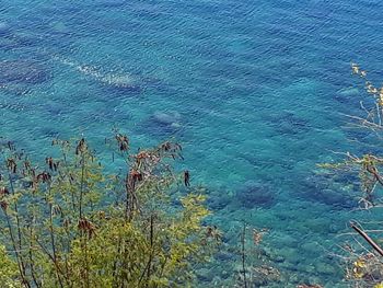 High angle view of plants by sea