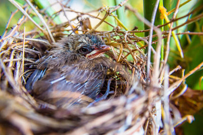Close-up of bird in nest