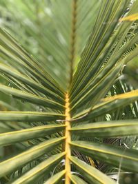 Close-up of palm leaf