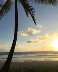 Palm trees on beach at sunset