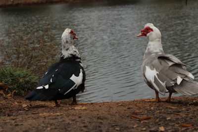 Close-up of birds