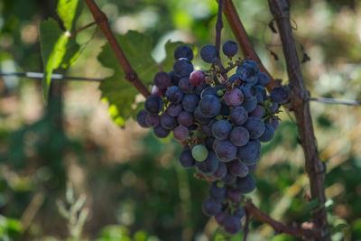 Close-up of grapes growing in vineyard