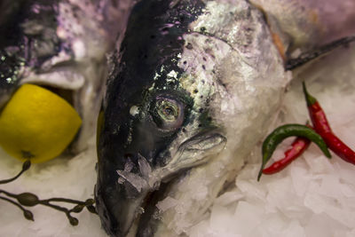 Close-up of fish for sale in market