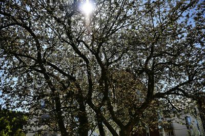 Low angle view of trees