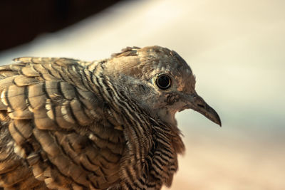 Close-up of a bird