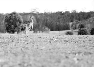 View of dog on dirt road