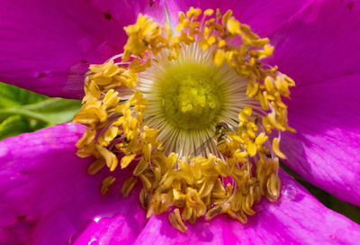 Close-up of yellow flower blooming outdoors