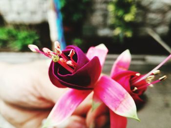 Close-up of pink flower