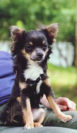 Portrait of puppy sitting outdoors