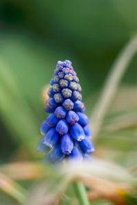 Close-up of purple flowering plant