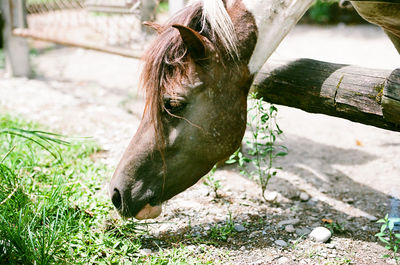 Horses on summer farm in hualien