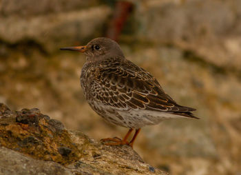 Close-up of bird perching on rock