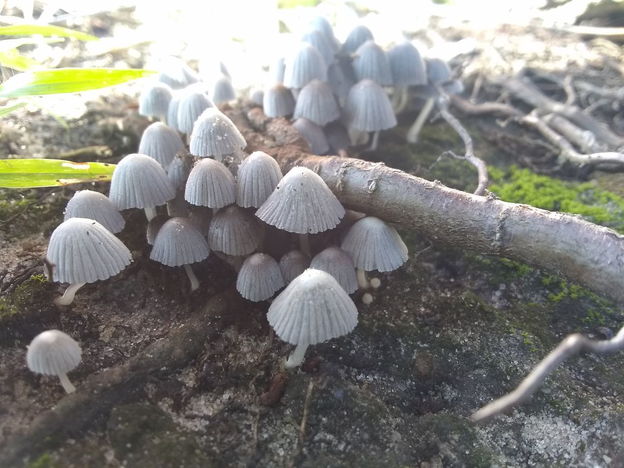 CLOSE-UP OF MUSHROOMS GROWING ON LAND