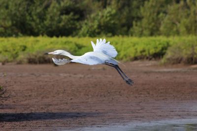 Seagull flying over a water