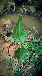 High angle view of plant leaves on field