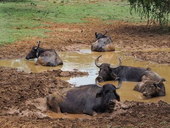 Waterbuffalos in the beautiful yala nationalpark