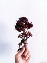 Close-up of woman holding flower over white background