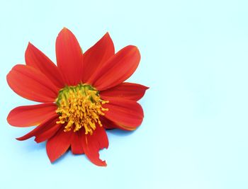 Close-up of red flower against white background