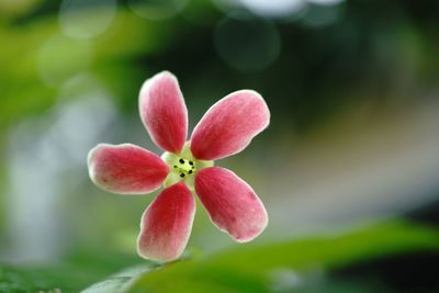 Close-up of flower blooming outdoors