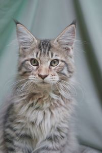 Close-up portrait of cat