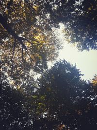 Low angle view of trees against sky