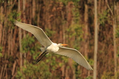 Bird flying in the sky