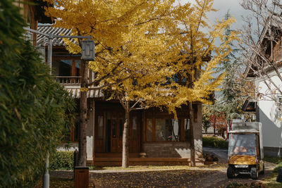 Trees in park