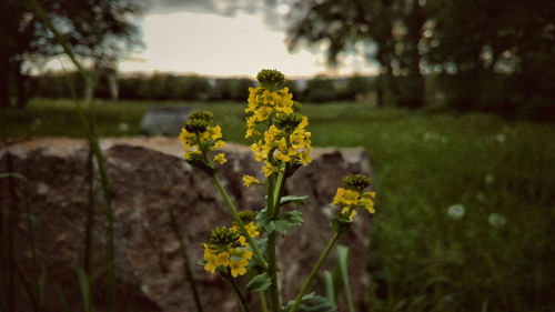 Close-up of yellow flowers blooming on field