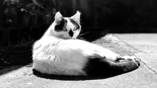 Portrait of cat sitting outdoors