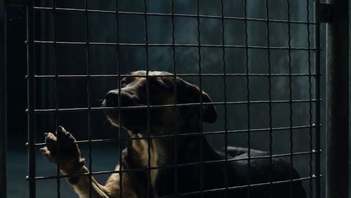 Close-up of dog in cage