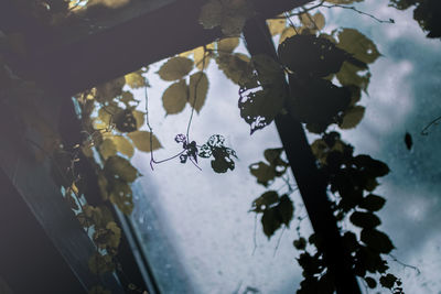 Low angle view of spider on plant