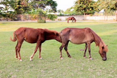 Horses in a field