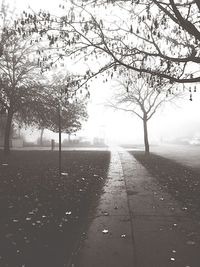 Empty road along trees