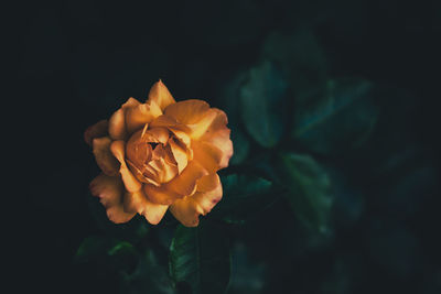 Close-up of red rose