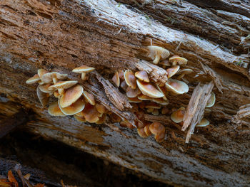 High angle view of mushrooms on tree trunk