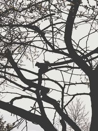 Low angle view of silhouette tree against clear sky