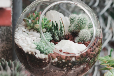 Close-up of succulent plants in glass container