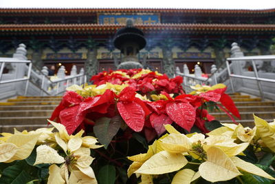 Close-up of poinsettia plants outside temple