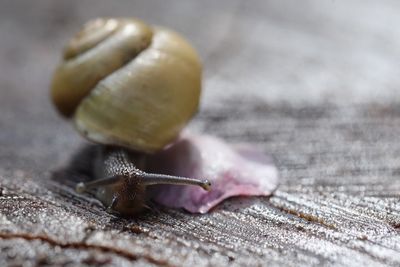 Extreme close-up of snail