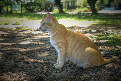 Side view of a cat looking away