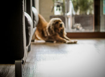 Dog lying down on table at home