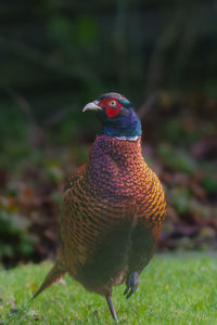 Close-up of bird perching on field